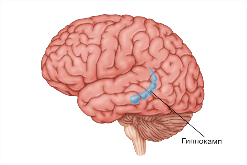 Расположение гиппокампа - область мозга, отвечающая за формирование долговременной памяти